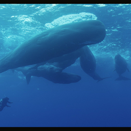 Sperm Whales, Encounters With The Giants of The Sea (Cachalots)